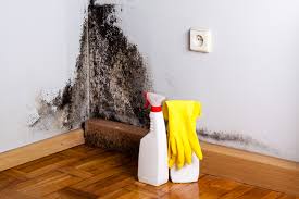 Reliable Mount Ora, OH Mold Prevention & Removal  Solutions